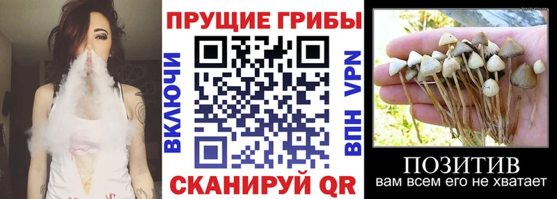 Псилоцибиновые грибы MAGIC MUSHROOMS  Купить где  Тайга 