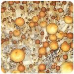 Псилоцибиновые (галлюциногенные)  грибы Psilocybin "Golden Teacher" в Тайге