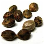 Семена марихуаны АК-47  (Seeds AK-47) в Тайге